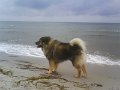 filou (22)
